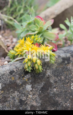 Echeveria flowering in a stone trough Stock Photo