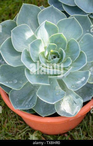 Echeveria in a plant pot