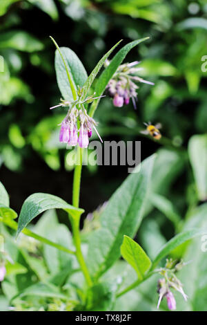 A Comfrey plant blossoms in an Oxfordshire garden. Stock Photo