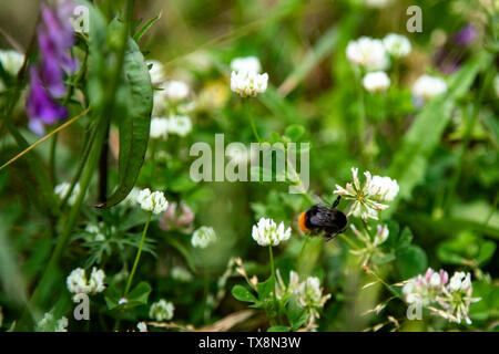 Bumblee in a green field in the summer with purple flower at background. Stock Photo