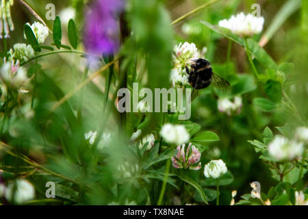 Bumblee in a green field in the summer with purple flower at background. Stock Photo