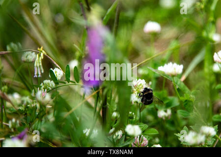 Bumblee in a green field in the summer with purple flower at background. Stock Photo