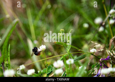 Bumblee in a green field in the summer with purple flower at background. Stock Photo