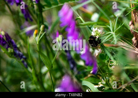 Bumblee in a green field in the summer with purple flower at background. Stock Photo