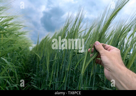 Agronomist inspecting barley plant development in field, close up of male farmer hand gently touching ear of barley to observe progress and maturation Stock Photo