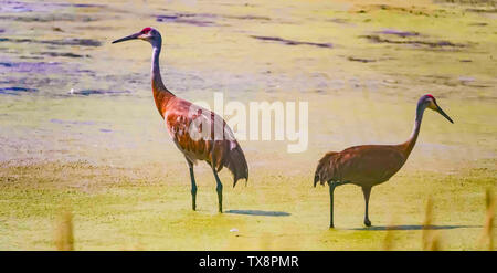 Pair of adult Sandhill cranes in a foggy pond Stock Photo