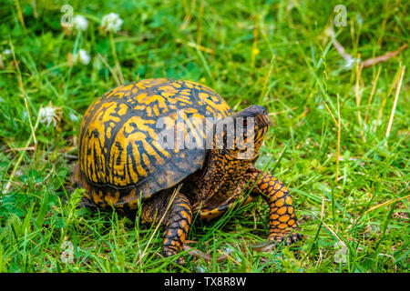 Eastern Box Turtle walking through a grassy field Stock Photo