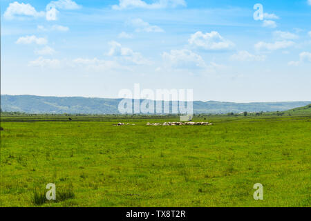Sheeps grazing on the green pasture in the big valley in a sunny summer day with bright blue sky Stock Photo
