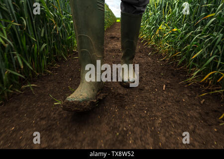 Farmer in rubber boots walking through muddy wheat field and examining development of cereal crops after heavy rain, low angle view Stock Photo