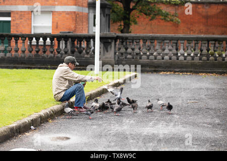 A man feeds pigeons in St Patrick's Park in Dublin, Ireland. Stock Photo