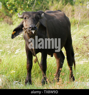 Indian black beef with ear stud on grass field Stock Photo
