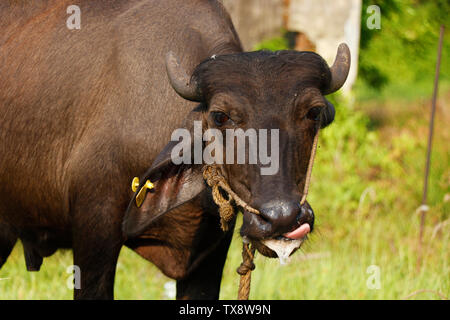 Indian black beef with ear stud on grass field Stock Photo