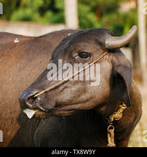 Indian black beef with ear stud on grass field Stock Photo