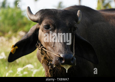 Indian black beef with ear stud on grass field Stock Photo