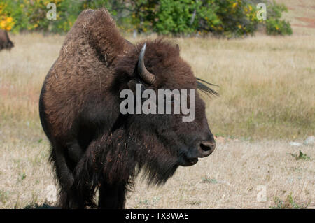 American bison (Bison bison) in Custer State Park, Black Hills, South Dakota, USA Stock Photo