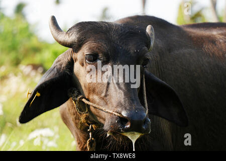 Indian black beef with ear stud on grass field Stock Photo