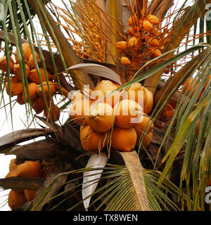 bunch of fresh orange king whole coconuts fruit on coconut/coco tree Kerala India. water of tender coconut, most nutritious wholesome beverage nature Stock Photo