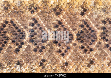 Texas diamondback rattlesnake skin will make for great background. Stock Photo