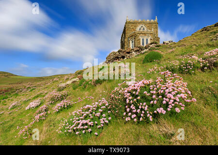 Thrift at Doyden Castle near Port Quin in Cornwall. Stock Photo