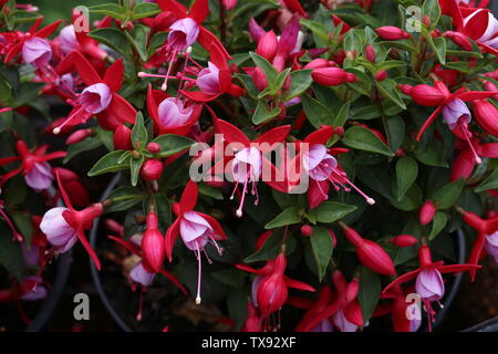 Fuchsia flowers in the garden, Beautiful fuchsia magellanica flower, Hummingbird fuchsia or Hardy fuchsia. Stock Photo