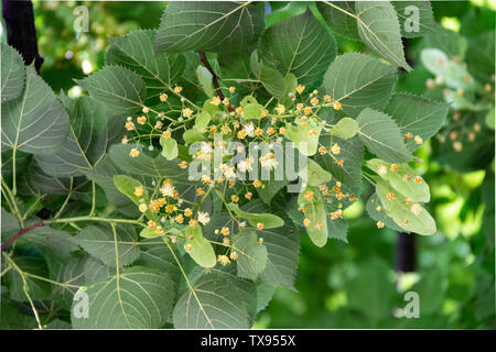 Blossoming linden in June. Flowers and ripening fruits. Green foliage. From the collected inflorescences brew delicious aromatic tea for traditional m Stock Photo