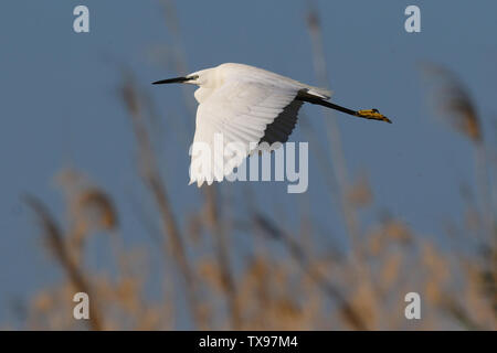 Wild Little Egret (Egretta garzetta) in flight over a marsh reed bed. Image taken in Cyprus.