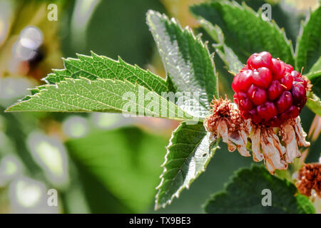 Red Berries and Raspberries growing on a berry farm in summer growing and not ripe with green leaves. great macro photographs  with green leaves Stock Photo