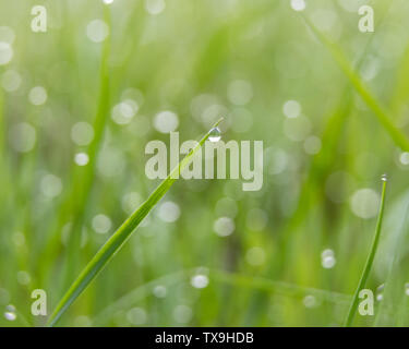 Morning dew drops on grass Stock Photo