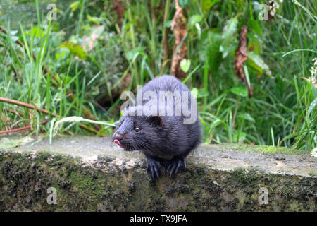 Male mink sale