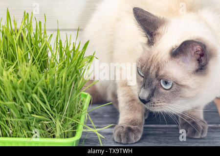 Cat next to germinated green sprouts of oats. Special mix for cats gives vitamins from fresh greens. Thai cat with blue eyes, close-up, toned Stock Photo