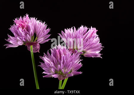 Three purple shallot flowers isolated on black background. Close-up, selective focus, copyspace on the right Stock Photo