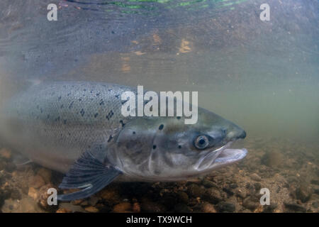 Atlantic Salmon, Salmo Salar, Being released in from a tagging, River Tamar, Cornwall, May