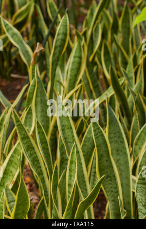 Mother-in-law’s tongue, Sansevieria Trifasciat, nature portrait in the Madeira Botanical Garden, Portugal, European Union Stock Photo