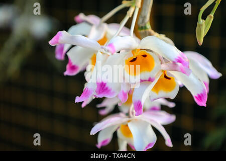 Dendrobium maple orchid in full bloom Stock Photo