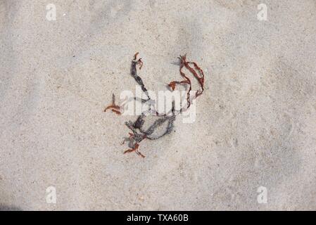 Brown seaweed on the sand in afternoon light. Stock Photo
