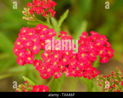 Close up of cluster of bright red tiny achillea flowers with yellow centres Stock Photo