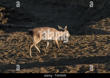 A sharpes grysbok ram, Raphicerus sharpei, walking in the last rays of the sun Stock Photo