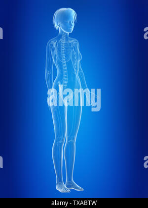 3d rendered medically accurate illustration of a females skeleton Stock Photo