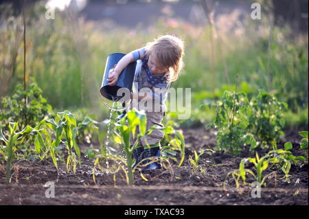 Small boy who loves gardening helping his mum on the allotment water the plants and crops with a watering can in the evening light Stock Photo