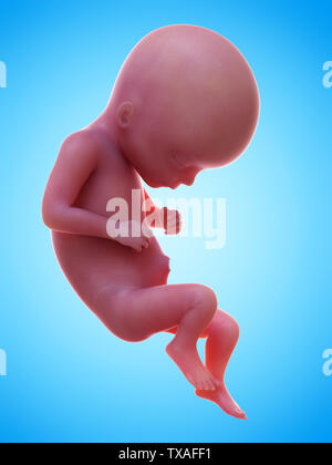 Illustration of a fetus at week 17 Stock Photo - Alamy