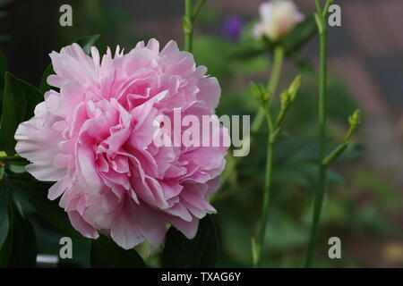 Paeonia  lactiflora Sarah Bernhardt.  Double pink peony flower. Paeonia lactiflora (Chinese peony or common garden peony). One flower Stock Photo