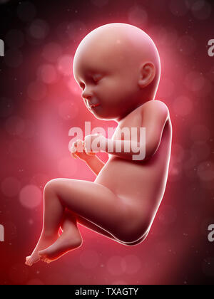3d rendered medically accurate illustration of a human fetus - week 37 Stock Photo
