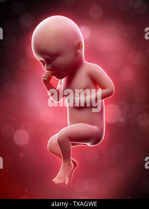 3d rendered medically accurate illustration of a human fetus - week 34 Stock Photo