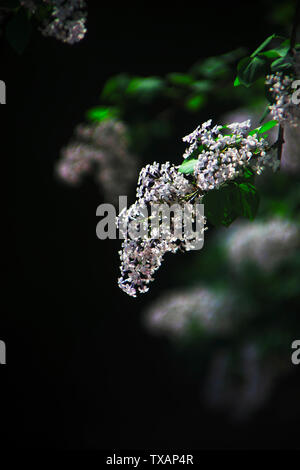 Light and shadow of lilacs Stock Photo