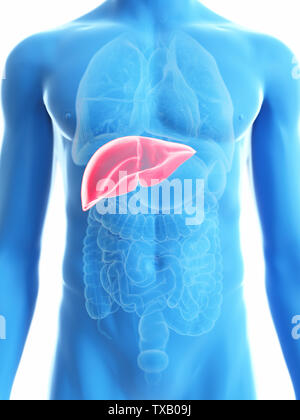 3d rendered medically accurate illustration of a mans liver Stock Photo