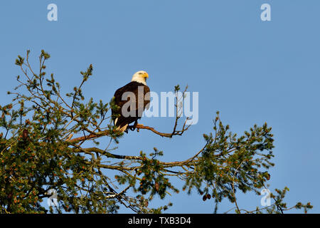 A mature bald eagle " Haliaeetus leucocephalus"; perched on the top of a spruce tree on the coast of Vancouver Island British Columbia Canada. Stock Photo