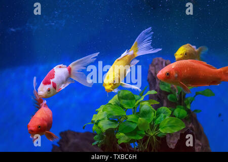Ornamental fish in an ecological fish tank Stock Photo - Alamy