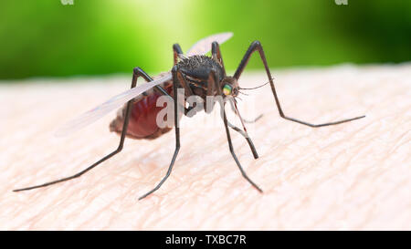 3d rendered illustration of a mosquito biting Stock Photo