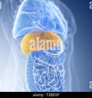 3d rendered medically accurate illustration of the liver Stock Photo
