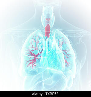 3d rendered medically accurate illustration of the bronchi Stock Photo